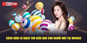 Cách Nuôi Lô Bạch Thủ Hiệu Quả Cho Người Mới Tại Miso88