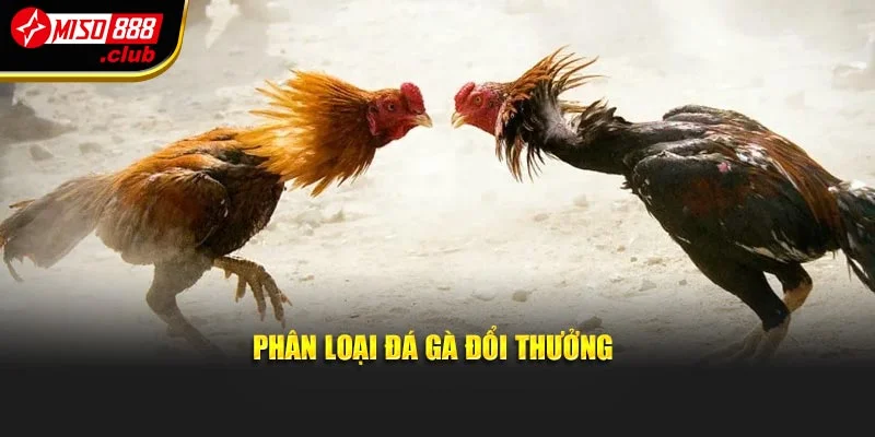 Phân loại đá gà đổi thưởng