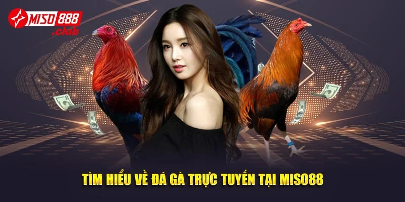 Tìm hiểu về đá gà trực tuyến tại MISO88