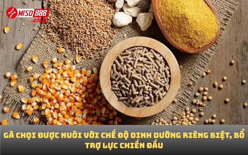 Gà chọi được nuôi với chế độ dinh dưỡng riêng biệt, bổ trợ lực chiến đấu