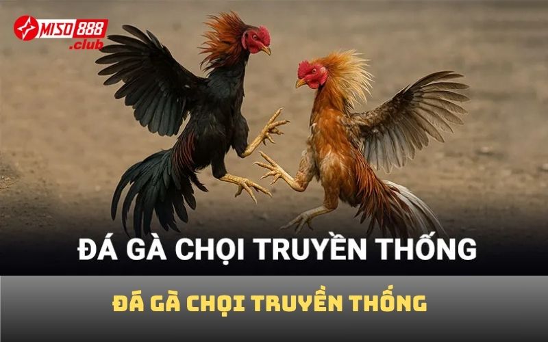 Đá gà chọi truyền thống