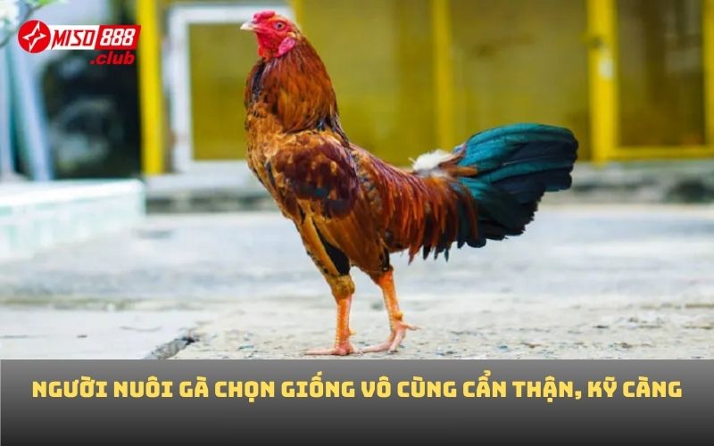 Người nuôi gà chọn giống vô cùng cẩn thận, kỹ càng