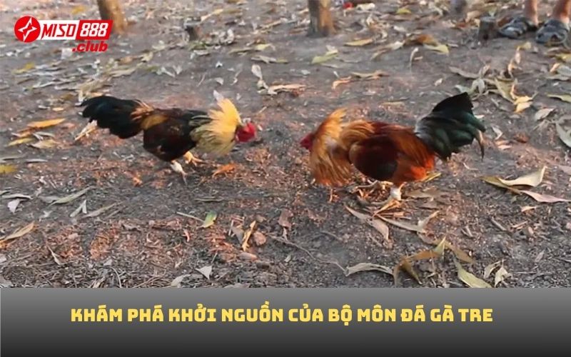 Khám phá khởi nguồn của bộ môn đá gà tre