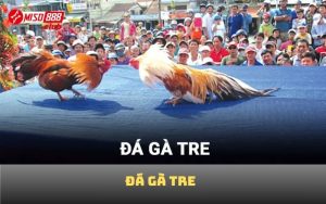 Đá gà tre