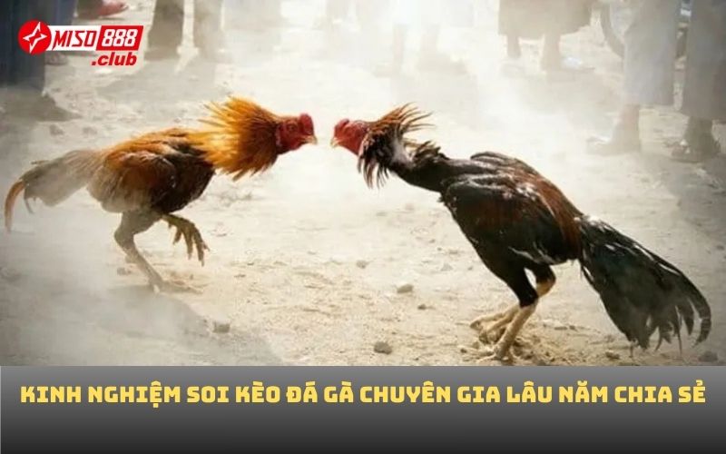 Kinh nghiệm soi kèo đá gà chuyên gia lâu năm chia sẻ