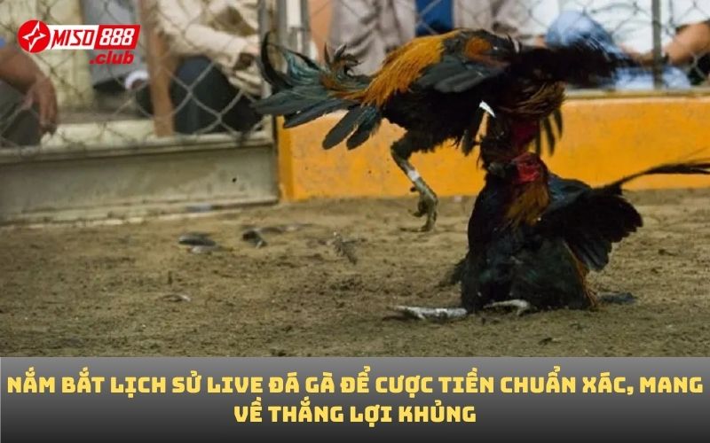 Nắm bắt lịch sử live đá gà để cược tiền chuẩn xác, mang về thắng lợi khủng