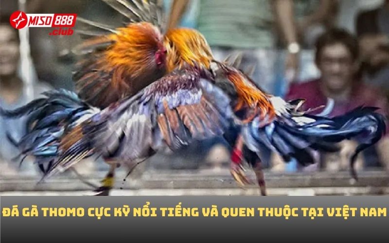 Đá gà Thomo cực kỳ nổi tiếng và quen thuộc tại Việt Nam
