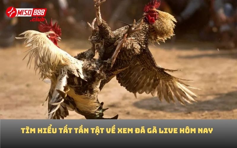 Tìm hiểu tất tần tật về xem đá gà live hôm nay